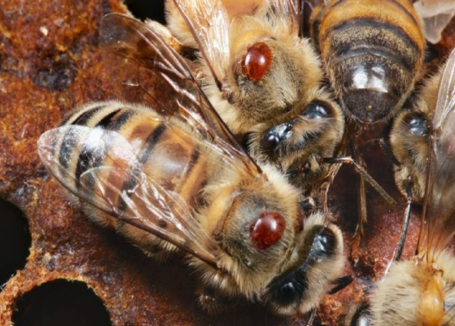 Tratamientos orgánicos Varroasis Una enfermedad causada por un ácaro parásito, Varroa Jacobsoni. Afecta a las abejas en todos sus estados de desarrollo, alimentándose de su hemolinfa.