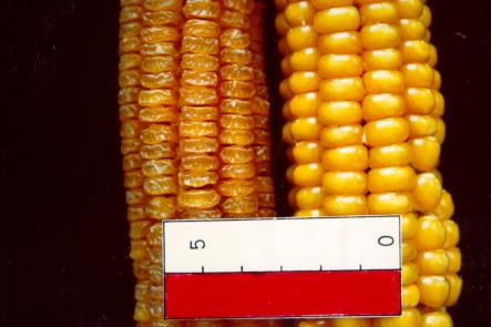 Maíz dulce y baby corn Justificación: Cultivo en expansión Alternativa con mayor valor añadido Fácil introducción