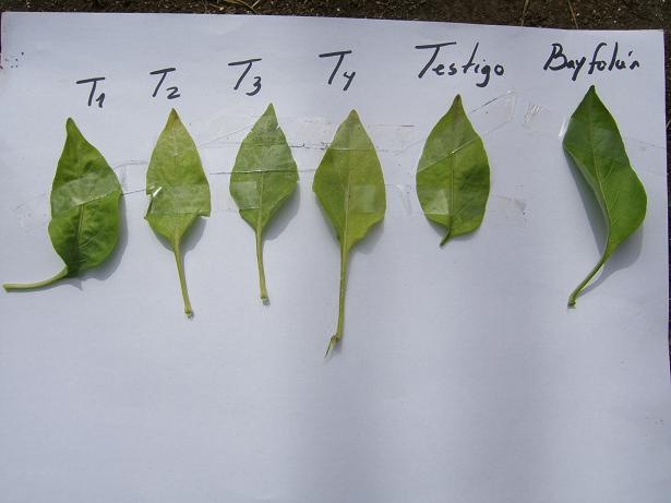 Figura: Chiltomas sometidas a experimentación y Comparación visual entre hojas de cada uno de los tratamientos.