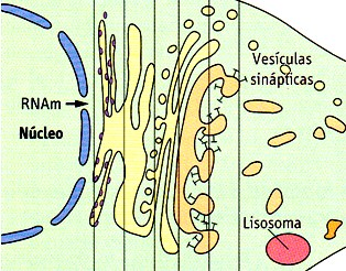 Estructura funcional de una neurona Formación de vesículas sinápticas.
