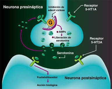 El primer mensajero químico o NEUROTRANSMISOR que atraviesa la hendidura sináptica es una neurohormona que se libera del axón de la primera célula hacia las dendritas de la
