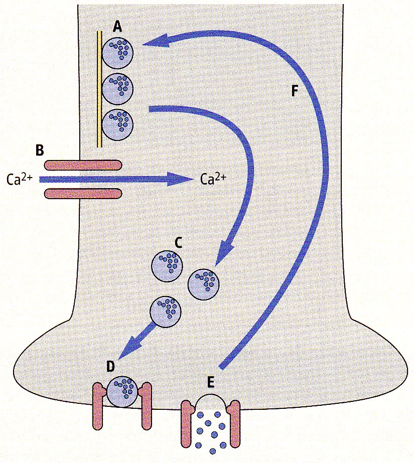 Liberación de neurotransmisores A: En reposo B: Potencial de acción abre canales de calcio C: Migración