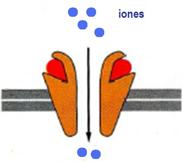Receptores ionotrópicos (canales iónicos) Su estimulación activa un en el receptor y la entrada de iones y a la célula.