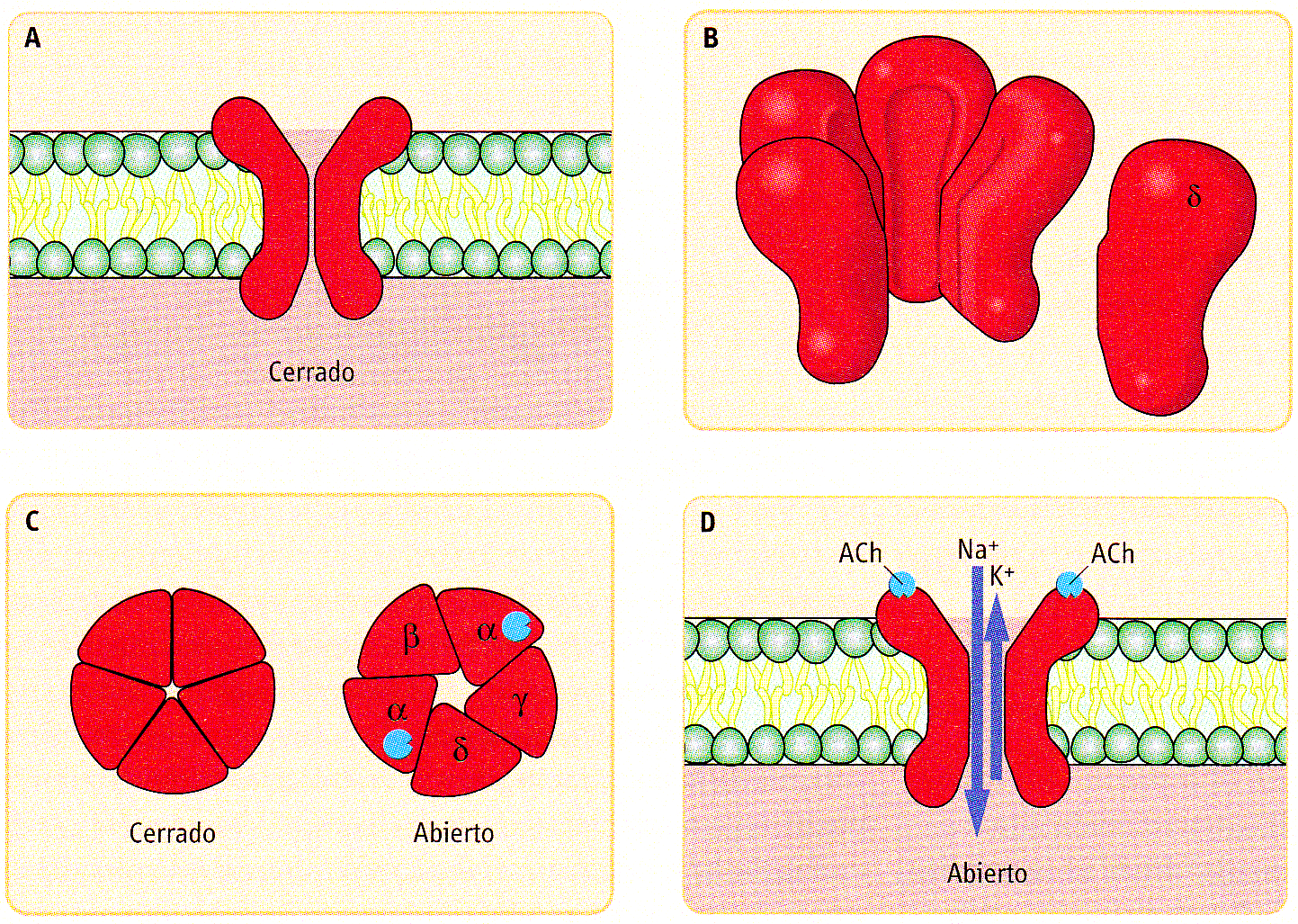Receptor nicotínico de Acetilcolina Proteína transmembrana Las subunidades rodean un poro que