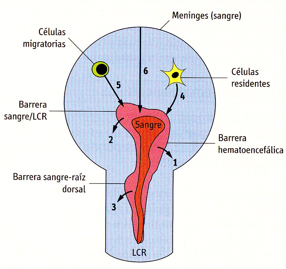Orígenes del Líquido Cefalorraquídeo A partir de la sangre, a través de la barrera hematoencefálica: 1, 2