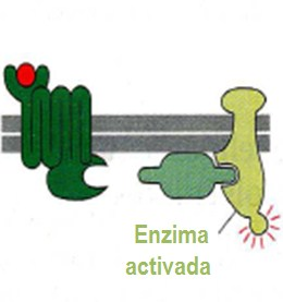 Receptores asociados a proteína G (acetilcolina muscarínica, a / b adrenérgicos, dopamina, serotonina)