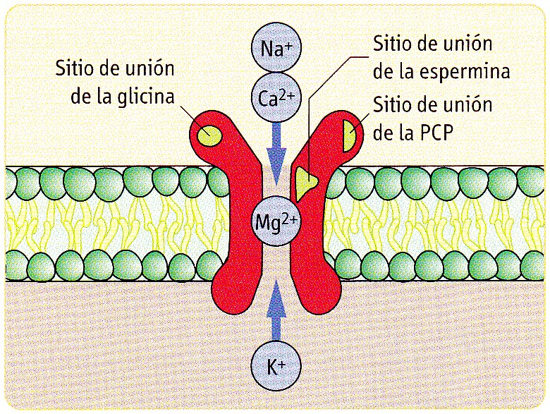 Receptor NMDA del GLUTAMATO Cofactor obligatorio (Fenciclidina) Bloquea el canal al potencial De reposo Ejemplos de EXCITOTOXICIDAD: Al activarlo