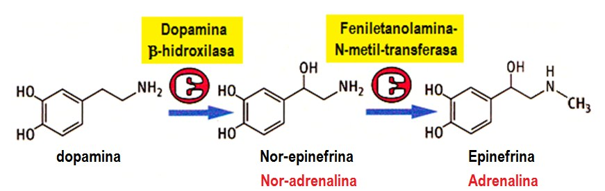 Las CATECOLAMINAS derivan del aminoácido TIROSINA.