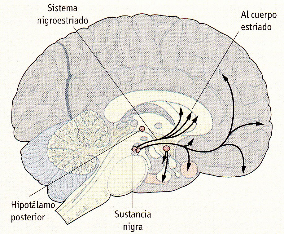 LA FALTA de dopamina en los Nervios que interconectan los Núcleos basales, es causa de La enfermedad de Parkinson.