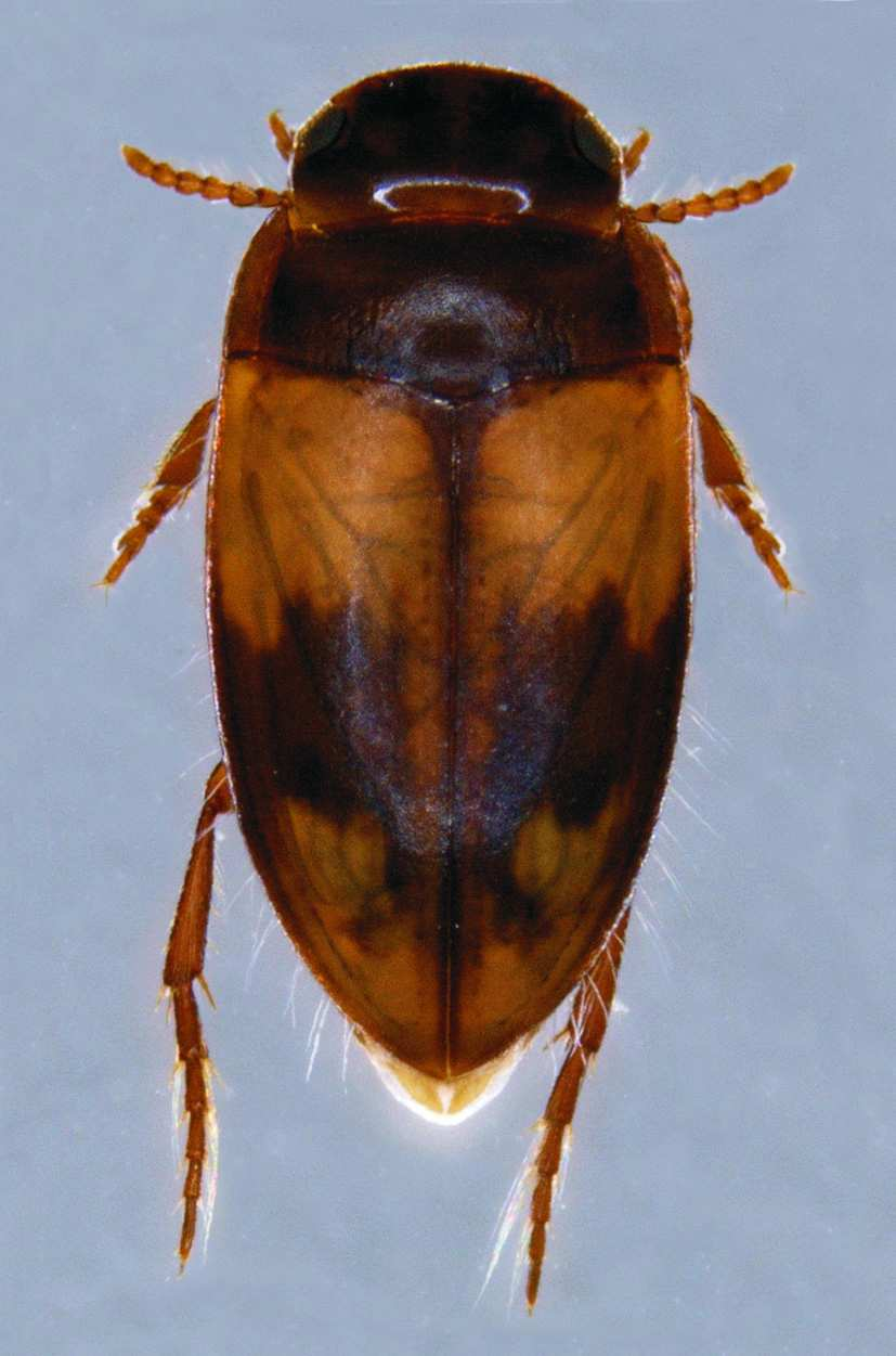 Heteropterus Rev. Entomol. (2013) 13(2): 127-145 129 Dytiscidae Hydroporus nevadensis Sharp, 1882 La especie es muy próxima a H.
