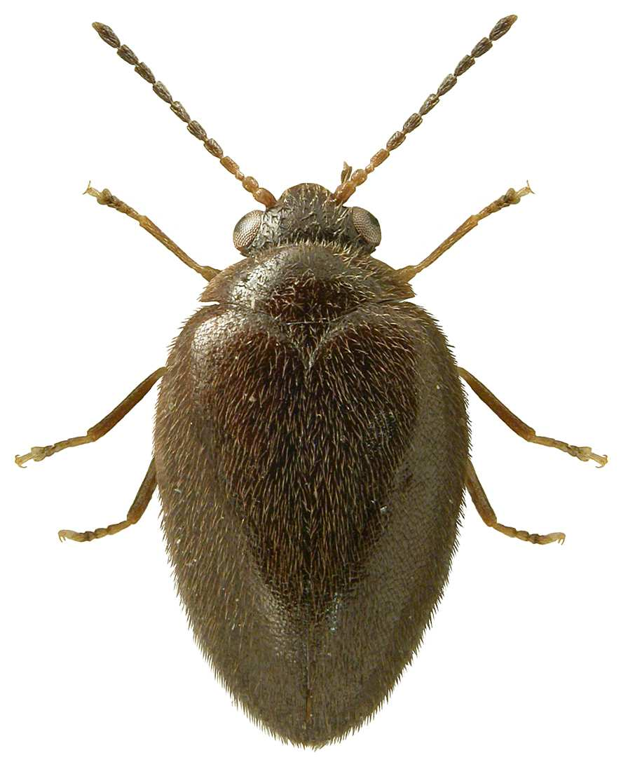 Heteropterus Rev. Entomol. (2013) 13(2): 127-145 133 Hydraenidae Hydraena (Hydraena) diazi Trizzino et al.