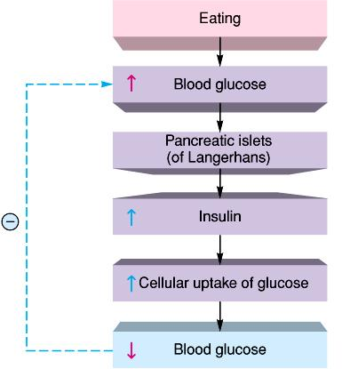 La insulina controla los