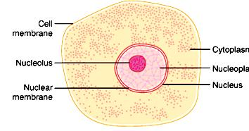4.-CÉLULAS: unidad básica del cuerpo humano - Organización de la célula; Núcleo (membrana nuclear) Citoplasma (membrana celular) Protoplasma: Compuesto básicamente por: Agua