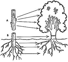 1. El árbol frutal: patrón-variedad.