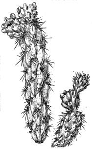 Ilustraciones: a) Tallo segmentado con hojas rudimentarias en nuevo crecimiento (segmento superior agrandado a la derecha) y aréolas espinosas distribuidas sobre la totalidad de la superficie del