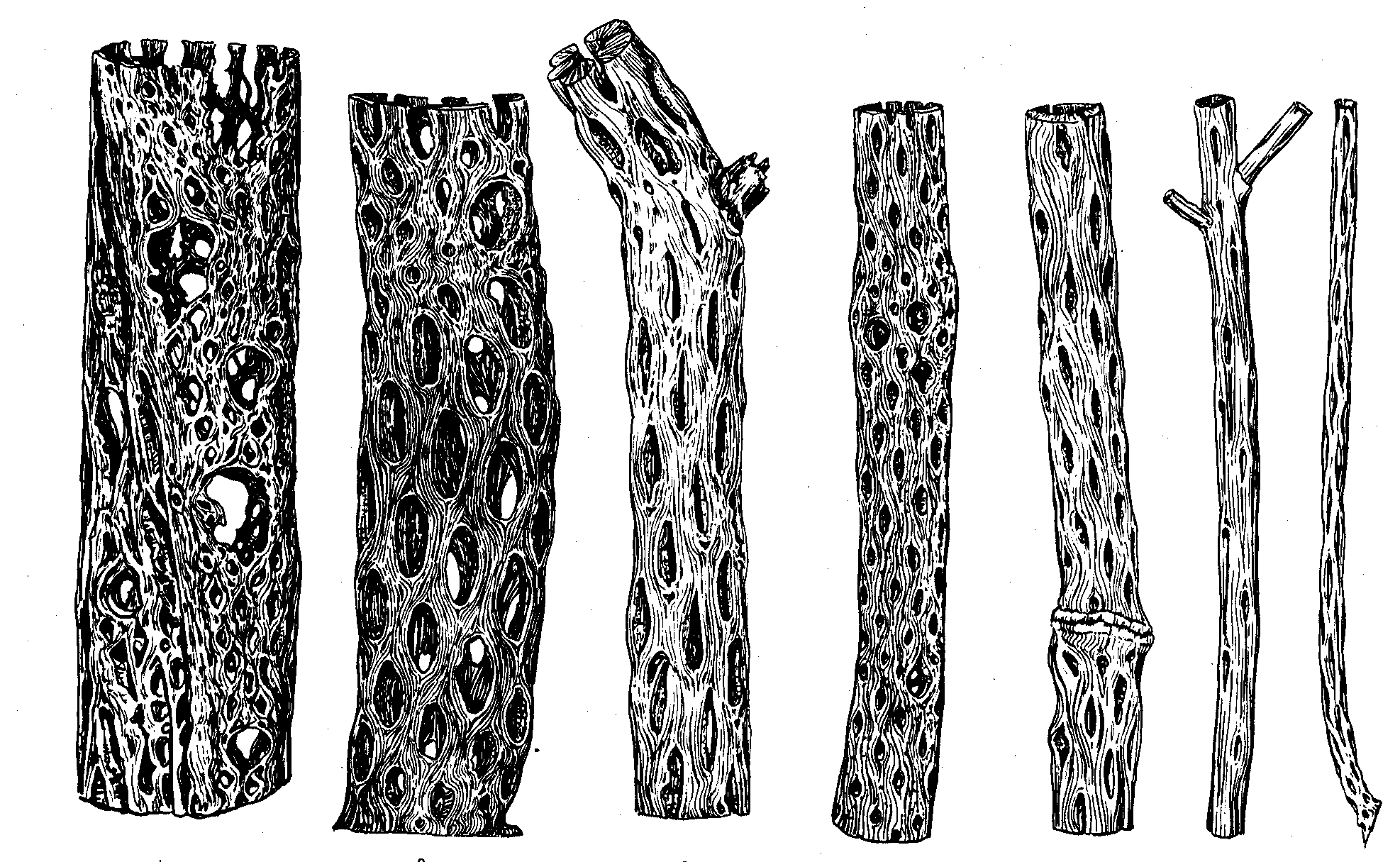 c) 2 aréolas espinosas, cada una de ellas con espinas (parte de la izquierda) y gloquidios (parte de la derecha).