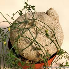 1.3.3 Ibirvirea Sonorae Se trata de una planta dioica perenne que pertenece a la familia Cucurbitaceae. Es una raíz grande del tamaño de una jícama. Echa una enredadera que trepa en los árboles.