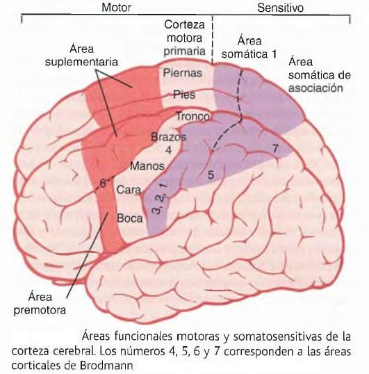 Control de la función motora por la corteza y el tronco del encéfalo Corteza motora y fasciculo corticoespinal Por delante del surco cortical central, ocupando aproximadamente el tercio posterior de