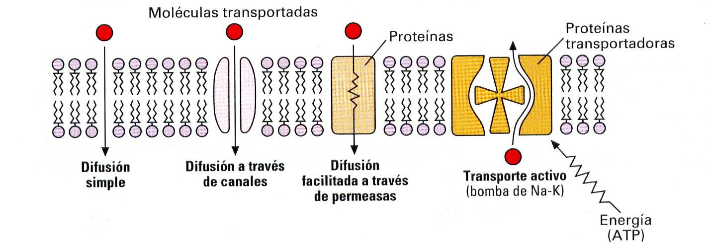 TRANSPORTE A TRAVÉS DE LA MEMBRANA Puede ser: PASIVO: Sin gasto de ATP y a favor de gradiente.