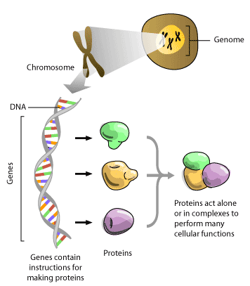 ADN, genes y proteínas ADN (ácido desoxirribonucleico) Genoma Cromosoma Cromosoma ADN 01!