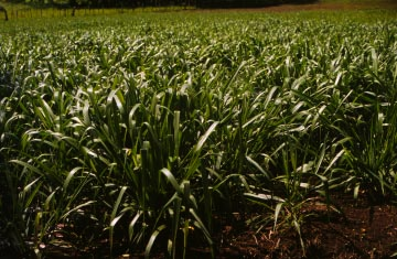Siembra El Pasto Toledo se establece por medio de semilla gámica, la cual generalmente es de buena calidad dando como resultado plántulas con alto poder de desarrollo También se puede propagar por