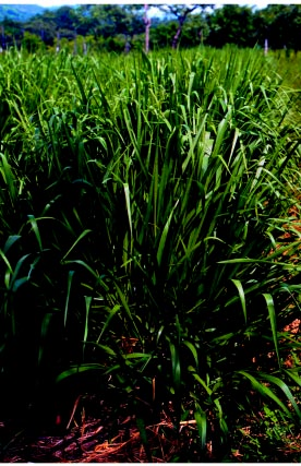 Planta de cv Toledo - Brachiaria brizantha CIAT 26110 Obsérvese el buen desarrollo de tallos y macollas (Foto cortesía de P J Argel) Crece bien durante la época seca manteniendo una mayor proporción