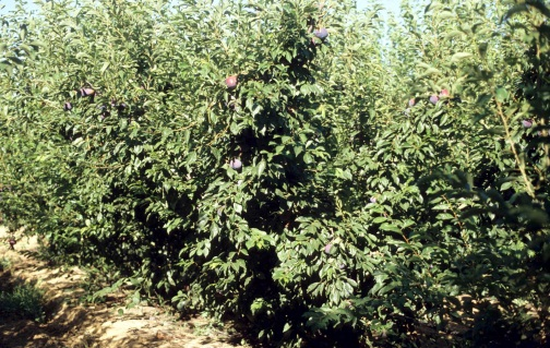 5. Ciruelo (Prunus sp.) Los ciruelos pertenecen a varias especies frutales y en algunos casos provienen de hibridaciones entre ellas.