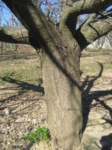 6. Albaricoquero (Prunus armeniaca L.) El árbol alcanza un tamaño parecido al del melocotonero. Si crece libre alcanza una altura de 6-8 metros y tiene un porte globoso redondeado (Fig. 6.1).