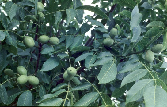 El fruto tiene forma ovoidal, de color verde, con una envoltura carnosa que se separa con la maduración y deja al descubierto la nuez que