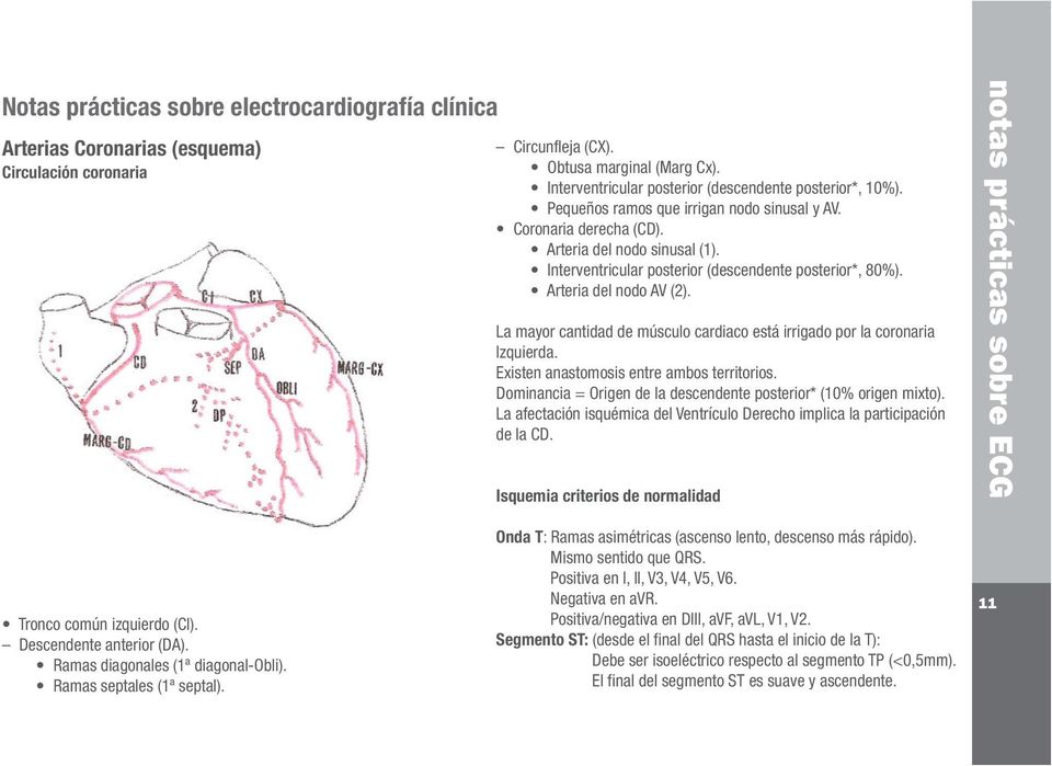 Interventricular posterior (descendente posterior*, 80%). Arteria del nodo AV (2). La mayor cantidad de músculo cardiaco está irrigado por la coronaria Izquierda.