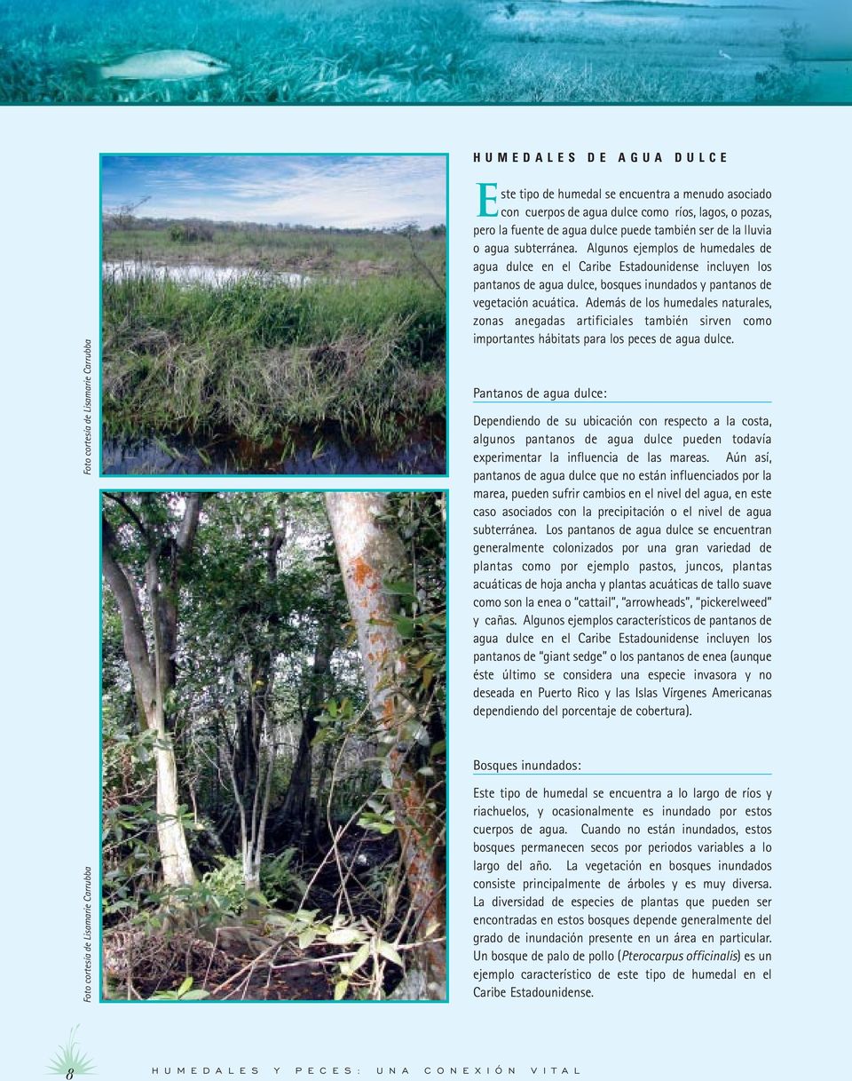 Algunos ejemplos de humedales de agua dulce en el Caribe Estadounidense incluyen los pantanos de agua dulce, bosques inundados y pantanos de vegetación acuática.