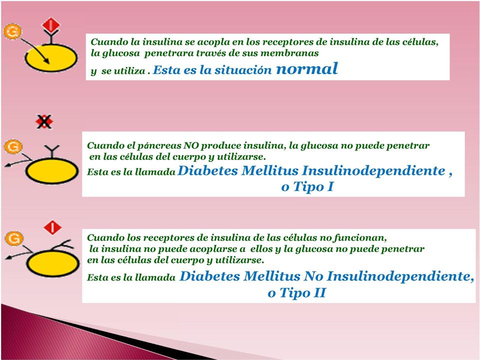Esta es la llamadadiabetes Mellitus Insulinodependiente, o Tipo I Cuando los receptores de insulina de las células no funcionan, la insulina no