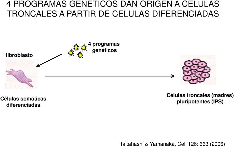 genéticos Células somáticas diferenciadas Células troncales