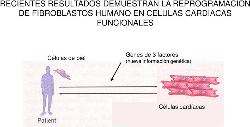CELULAS CARDIACAS FUNCIONALES Células de piel