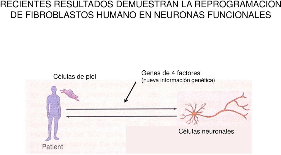 NEURONAS FUNCIONALES Células de piel Genes