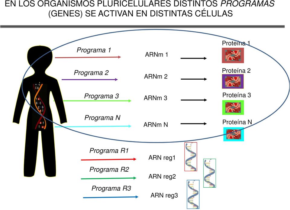 Proteína 1 Proteína 2 Programa 3 ARNm 3 Proteína 3 Programa N ARNm