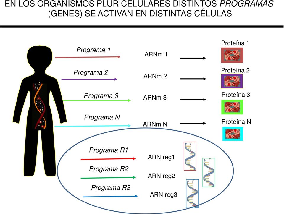 Proteína 1 Proteína 2 Programa 3 ARNm 3 Proteína 3 Programa N ARNm