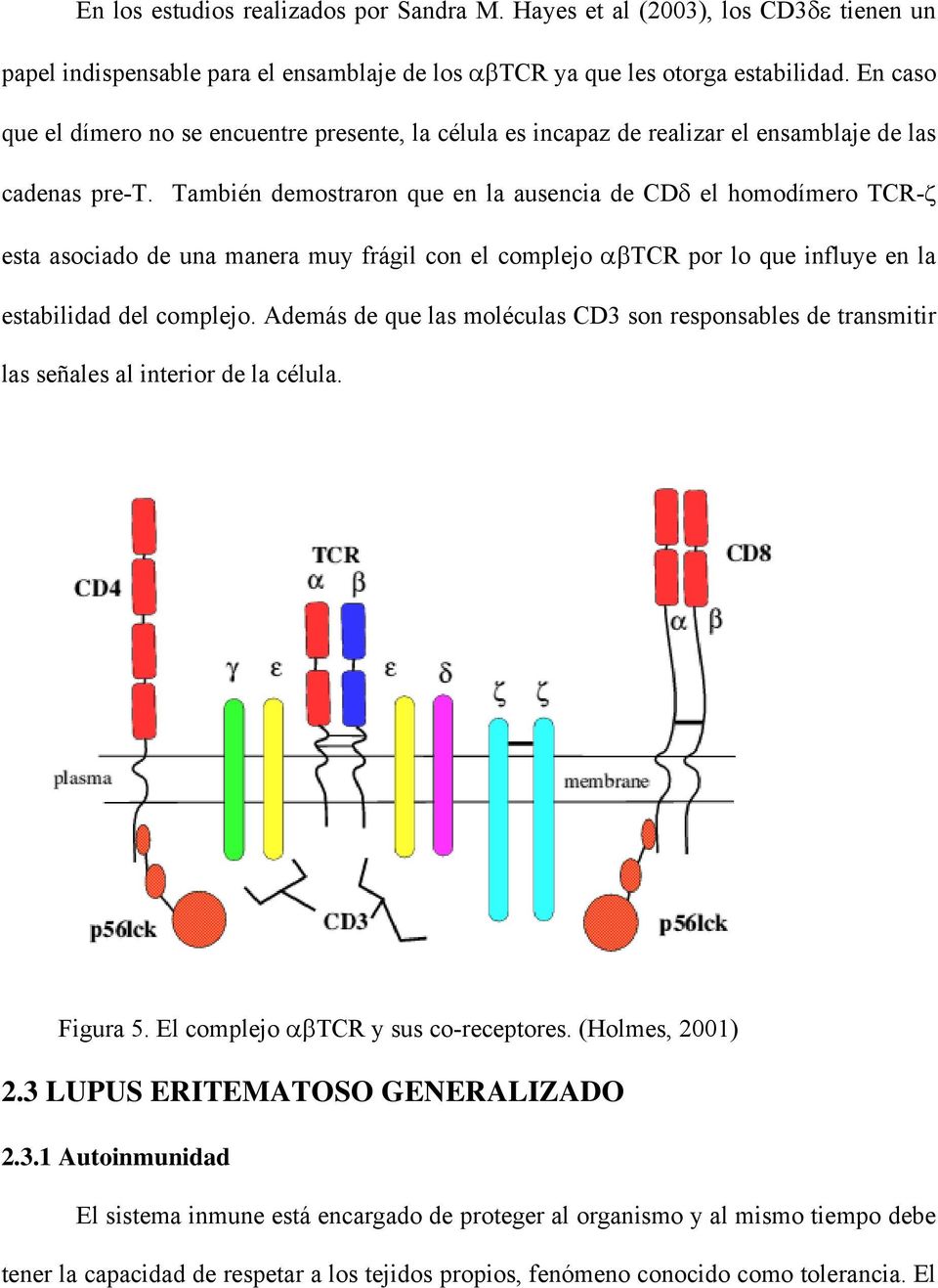 También demostraron que en la ausencia de CDδ el homodímero TCR-ζ esta asociado de una manera muy frágil con el complejo αβtcr por lo que influye en la estabilidad del complejo.