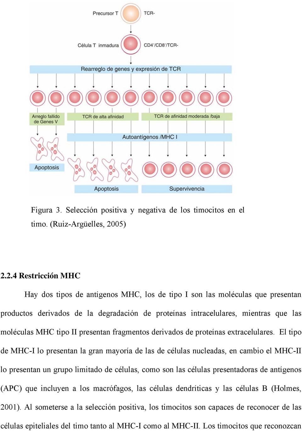 2.4 Restricción MHC Hay dos tipos de antígenos MHC, los de tipo I son las moléculas que presentan productos derivados de la degradación de proteínas intracelulares, mientras que las moléculas MHC