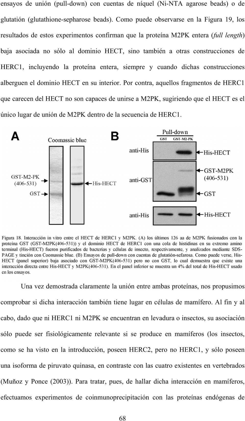 construcciones de HERC1, incluyendo la proteína entera, siempre y cuando dichas construcciones alberguen el dominio HECT en su interior.