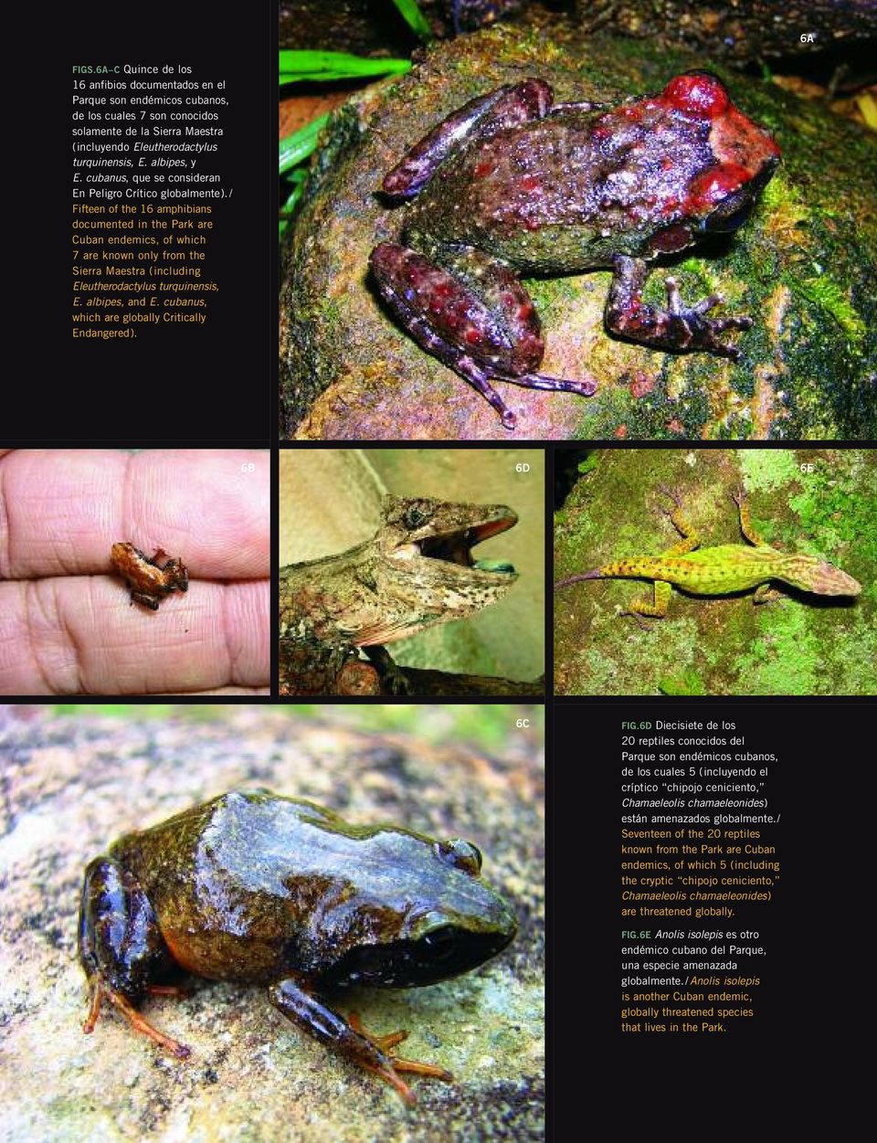 / Fifteen of the 16 amphibians documented in the Park are Cuban endemics, of which 7 are known only from the Sierra Maestra (including Eleutherodactylus turquinensis, E. albipes, and E.