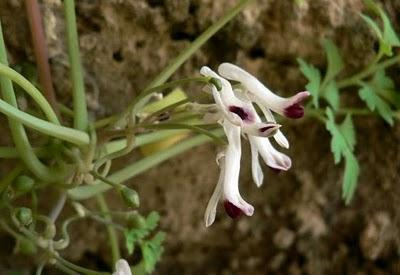 - Erysium rondae: endemismo rondense y mijense. - Jasione blepharodon subsp.