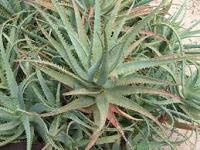 4. VARIEDADES DE SÁBILA 4.1. Aloe Vera El Aloe estrella con respecto a propiedades medicinales es el más venerado. Por ello, es muy cultivado por sus componentes medicinales y de belleza.