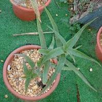 4.5. Aloe Brevifolia Conocido como Diente de cocodrilo. Hojas de color verde grisáceo, triangulares y punzantes, presentando en los márgenes dientes.