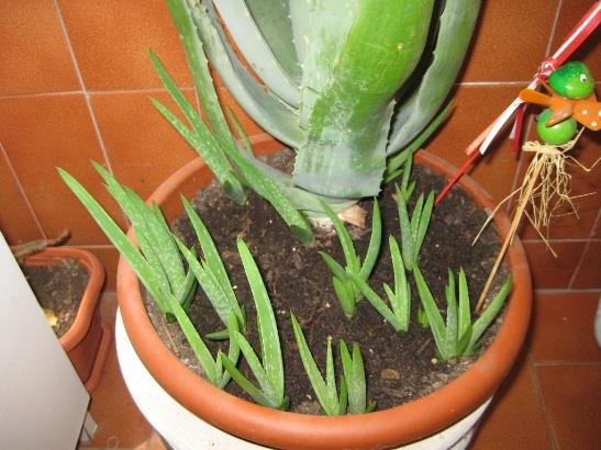 debe cubrirse inmediatamente para evitar pérdidas de la planta por deshidratación o retraso en el crecimiento.