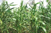 Número 16 - Septiembre 2010 Fertilización de sorgo para grano en poblaciones desuniformes Fertilización de girasol en siembra directa.