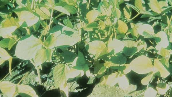 Deficiencia de Nitrógeno D1 Plantas verde claro, a amarillento claro que pasan a castaño en las hojas más maduras, nervaduras no prominentes.