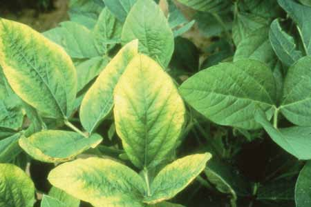 Deficiencia de Potasio E1 Plantas verdes con clorosis a lo largo de los márgenes de las hojas que pasan a necrosis internervales; las nervaduras permanecen verdes.
