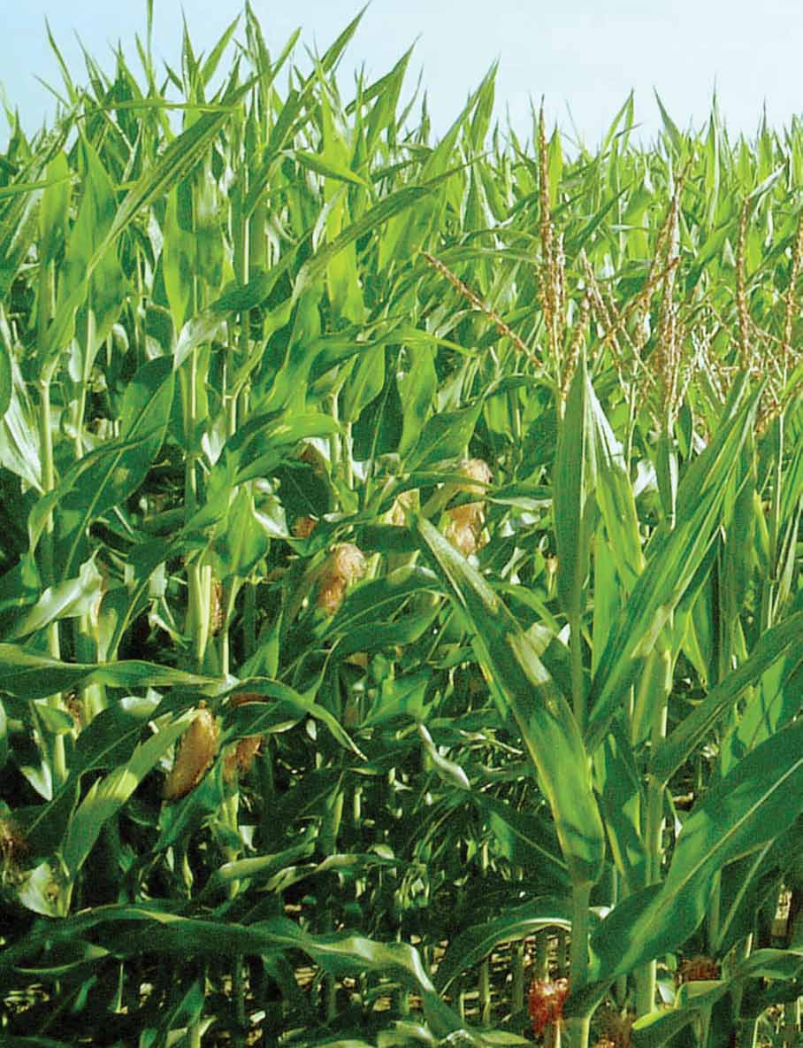Tabla 1: Tratamientos de fertilización y densidad de siembra del maíz por zonas de manejo.