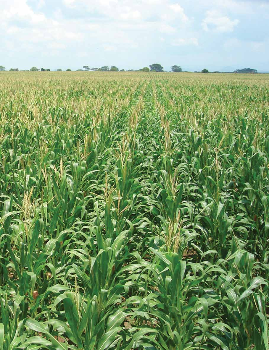 Tabla 2. Nitrógeno inicial, disponible, y residual en el suelo, y nitrógeno acumulado en rastrojo y grano del maíz según tratamientos.